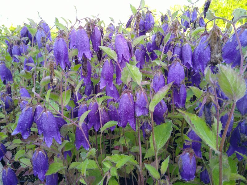 Campanula punctata 'Sarastro'